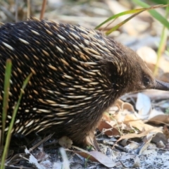 Tachyglossus aculeatus at Lake Conjola, NSW - 2 Oct 2015