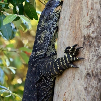 Varanus varius (Lace Monitor) at Woodstock, NSW - 8 Oct 2015 by Charles Dove