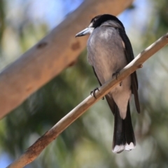 Cracticus torquatus (Grey Butcherbird) at Lake Conjola, NSW - 5 Oct 2015 by Charles Dove