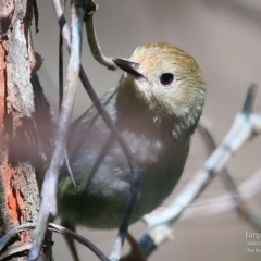 Sericornis magnirostra (Large-billed Scrubwren) at Woodstock, NSW - 8 Oct 2015 by Charles Dove