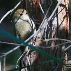 Sericornis magnirostra at Woodstock, NSW - 9 Oct 2015 12:00 AM