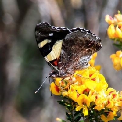 Vanessa itea (Yellow Admiral) at South Pacific Heathland Reserve - 5 Oct 2015 by CharlesDove