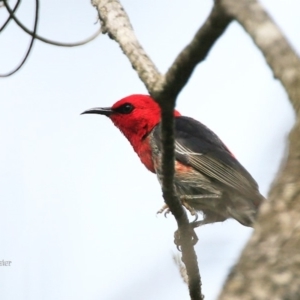 Myzomela sanguinolenta at Lake Conjola, NSW - 5 Oct 2015 12:00 AM