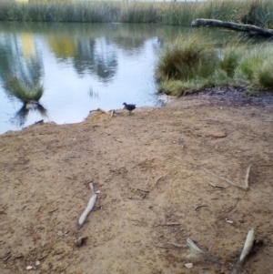 Gallirallus philippensis at Watson, ACT - 12 Jun 2018