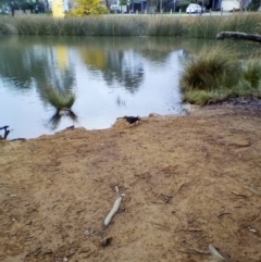 Gallirallus philippensis at Watson, ACT - 12 Jun 2018 01:26 PM