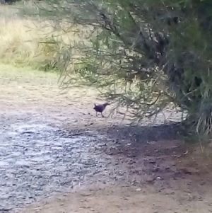 Gallirallus philippensis at Watson, ACT - 12 Jun 2018 01:26 PM