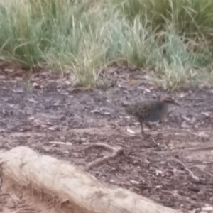 Gallirallus philippensis at Watson, ACT - 12 Jun 2018 01:26 PM