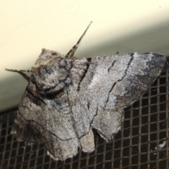 Hypobapta diffundens (Diffundens Grey) at Pollinator-friendly garden Conder - 11 Jan 2018 by michaelb