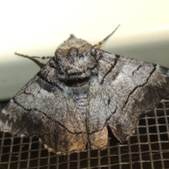 Hypobapta diffundens at Conder, ACT - 11 Jan 2018 11:56 PM