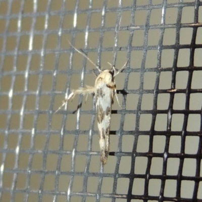 Stathmopoda melanochra (An Oecophorid moth (Eriococcus caterpillar)) at Pollinator-friendly garden Conder - 11 Jan 2018 by michaelb