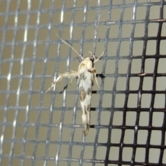 Stathmopoda melanochra (An Oecophorid moth (Eriococcus caterpillar)) at Conder, ACT - 11 Jan 2018 by michaelb