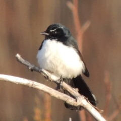 Rhipidura leucophrys (Willie Wagtail) at Fyshwick, ACT - 20 Jun 2018 by michaelb