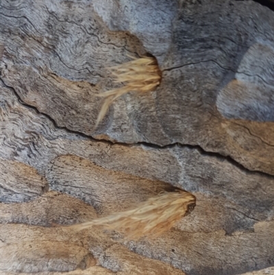 Isodontia sp. (genus) (Unidentified Grass-carrying wasp) at Urambi Hills - 23 Jun 2018 by Kristy