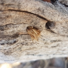 Isodontia sp. (genus) at Tuggeranong DC, ACT - 23 Jun 2018