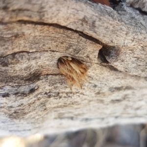 Isodontia sp. (genus) at Tuggeranong DC, ACT - 23 Jun 2018