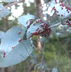 Eucalyptus cinerea (Argyle Apple) at QPRC LGA - 24 Jun 2018 by alex_watt