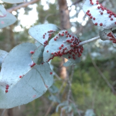 Eucalyptus cinerea (Argyle Apple) at Oallen, NSW - 24 Jun 2018 by alex_watt