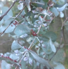 Eucalyptus cinerea at QPRC LGA - 24 Jun 2018 04:34 PM