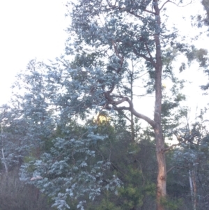 Eucalyptus cinerea at Oallen, NSW - 24 Jun 2018