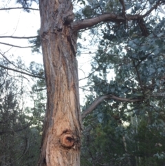 Eucalyptus cinerea at QPRC LGA - 24 Jun 2018 04:34 PM