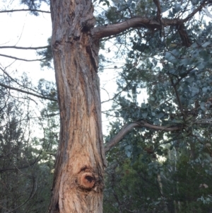 Eucalyptus cinerea at QPRC LGA - 24 Jun 2018
