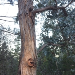 Eucalyptus cinerea at Oallen, NSW - 24 Jun 2018