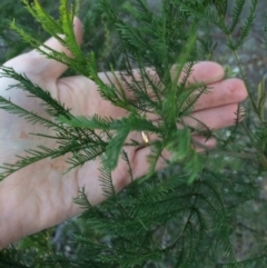 Acacia decurrens (Green Wattle) at Oallen, NSW - 24 Jun 2018 by alexwatt