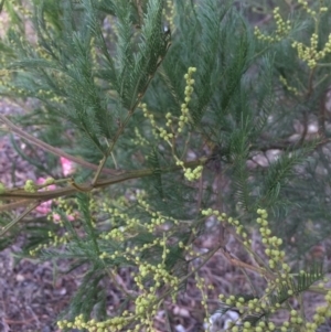 Acacia decurrens at Oallen, NSW - 24 Jun 2018