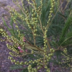 Acacia decurrens at Oallen, NSW - 24 Jun 2018