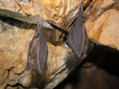 Rhinolophus megaphyllus (Eastern Horseshoe Bat) at Undefined - 26 Jun 2018 by KarenDavis