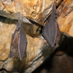 Rhinolophus megaphyllus (Eastern Horseshoe Bat) at Undefined - 26 Jun 2018 by Karen Davis