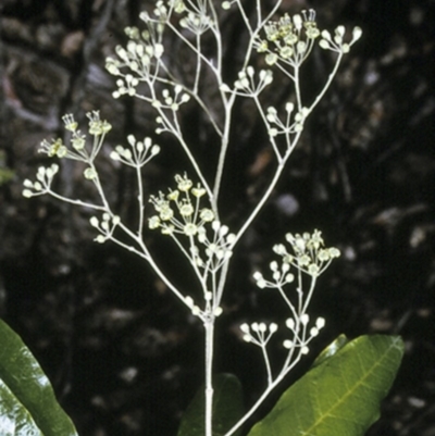 Astrotricha latifolia (Broad-leaf Star Hair) at Wamban, NSW - 10 Nov 1996 by BettyDonWood
