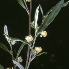 Beyeria lasiocarpa (Wallaby bush) at Moruya State Forest - 29 Dec 1996 by BettyDonWood