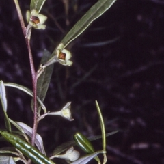 Beyeria lasiocarpa at Wamban, NSW - 29 Dec 1996 12:00 AM