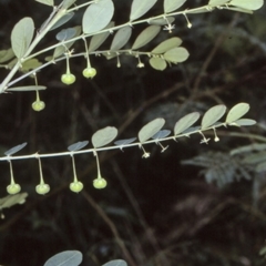 Breynia oblongifolia (Coffee Bush) at Wamban, NSW - 30 Dec 1996 by BettyDonWood