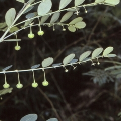 Breynia oblongifolia (Coffee Bush) at Wamban, NSW - 29 Dec 1996 by BettyDonWood