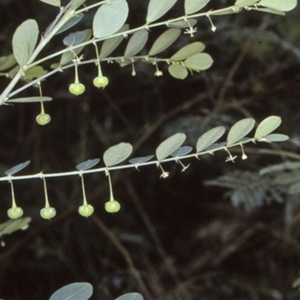 Breynia oblongifolia at Wamban, NSW - 30 Dec 1996