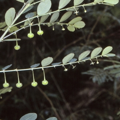 Breynia oblongifolia (Coffee Bush) at Wamban, NSW - 29 Dec 1996 by BettyDonWood