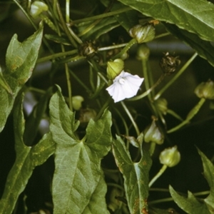 Calystegia marginata at Wamban, NSW - 30 Dec 1996