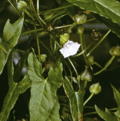 Calystegia marginata (Forest Bindweed) at Wamban, NSW - 30 Dec 1996 by BettyDonWood