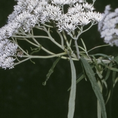 Cassinia trinerva (Three-veined Cassinia) at Moruya State Forest - 29 Dec 1996 by BettyDonWood