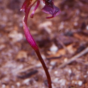Chiloglottis reflexa at Genoa, VIC - suppressed