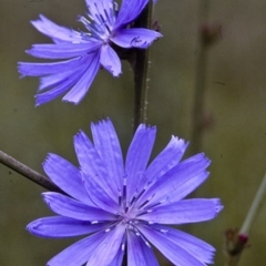 Cichorium intybus (Chicory) at Bodalla, NSW - 11 Dec 1996 by BettyDonWood