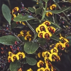Daviesia buxifolia (Box-leaf Bitter-pea) at South East Forest National Park - 23 Oct 1997 by BettyDonWood