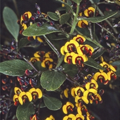 Daviesia buxifolia (Box-leaf Bitter-pea) at South East Forest National Park - 23 Oct 1997 by BettyDonWood