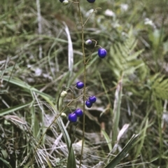 Dianella caerulea var. caerulea (Blue Flax-lily, Paroo Lily) at Turlinjah, NSW - 29 Dec 1996 by BettyDonWood