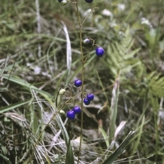 Dianella caerulea var. caerulea (Blue Flax-lily, Paroo Lily) at Turlinjah, NSW - 28 Dec 1996 by BettyDonWood