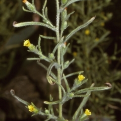 Dittrichia graveolens (Stinkwort) at Potato Point, NSW - 9 Apr 1996 by BettyDonWood