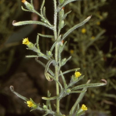 Dittrichia graveolens (Stinkwort) at Potato Point, NSW - 9 Apr 1996 by BettyDonWood