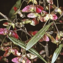 Dodonaea truncatiales (Angular Hop-Bush) at Wamban, NSW - 11 Nov 1996 by BettyDonWood